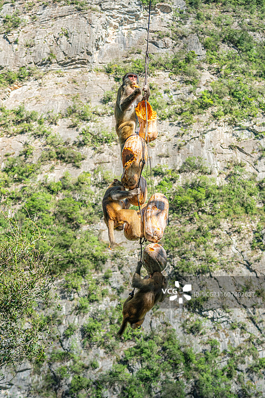 重庆 雪玉洞 野生 猴子 猕猴图片素材
