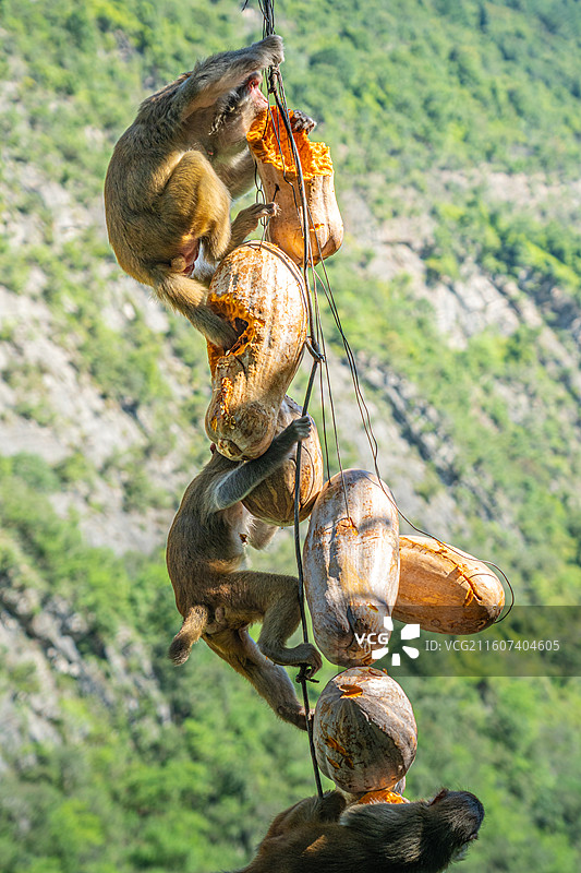 重庆 雪玉洞 野生 猴子 猕猴图片素材