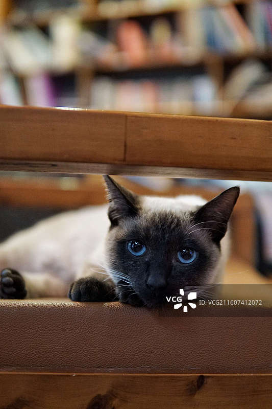 忧郁小王子图片素材