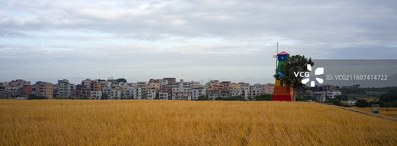 厦门翔安区西岩山金黄稻田旁的彩色建筑图片素材