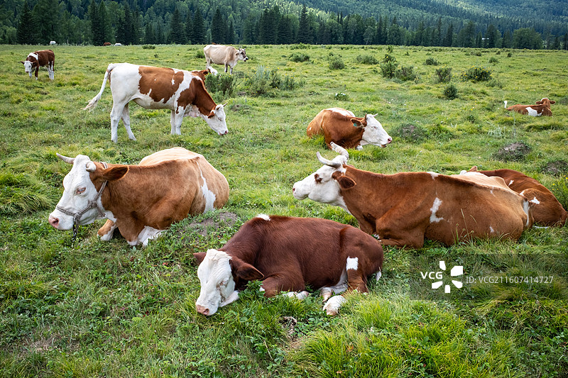 新疆草原景观图片素材