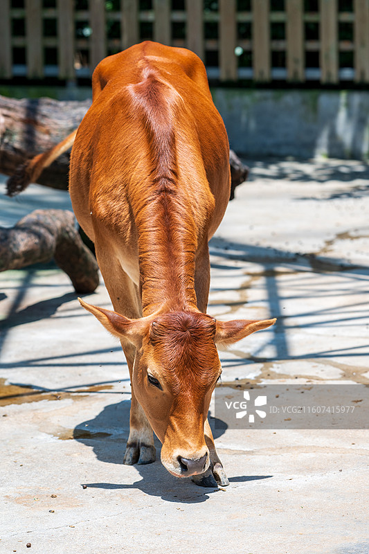 黄牛站在户外的肖像图片素材