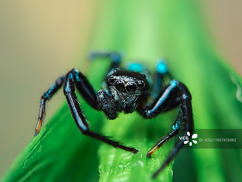 墨蓝之瞳图片素材