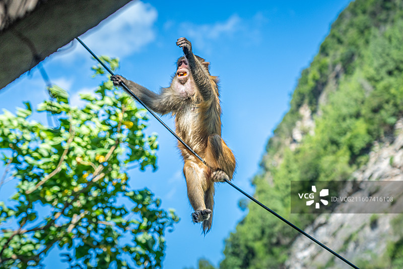 重庆 雪玉洞 野生 猴子 猕猴图片素材