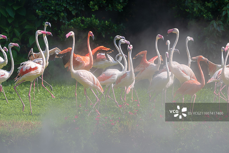 美丽的火烈鸟在草地上翩翩起舞-长隆飞鸟乐园图片素材