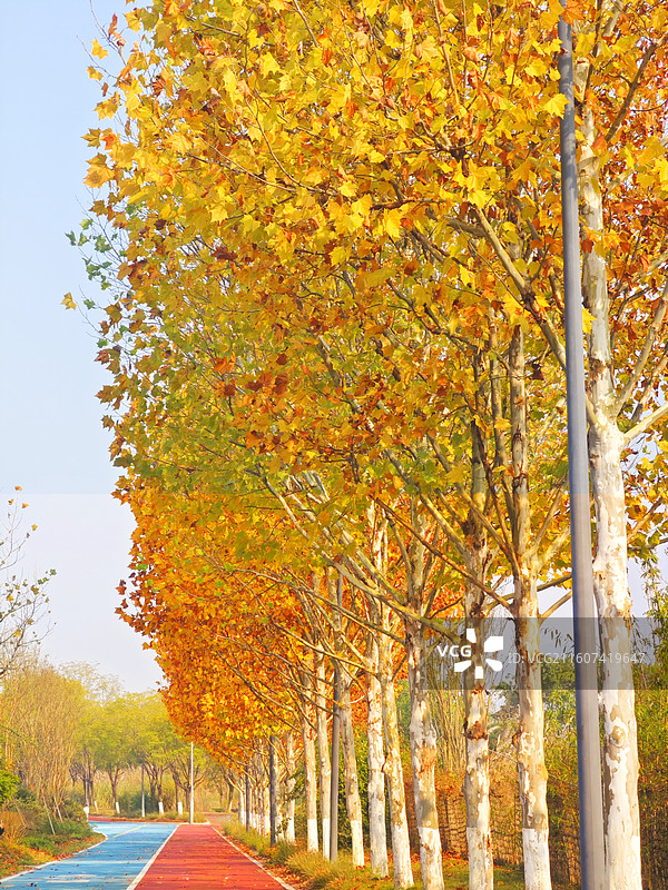 秋天的重庆广阳岛梧桐大道图片素材
