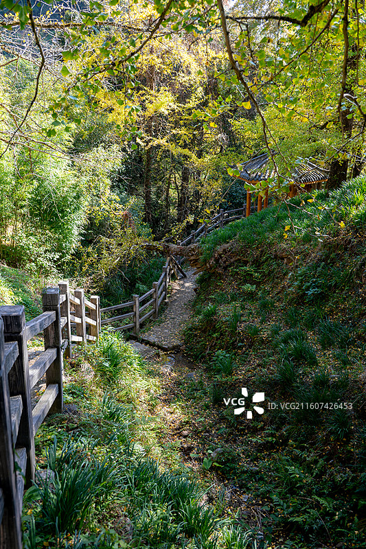 秋天阳光下的银杏图片素材