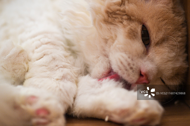 赏猫猫图片素材