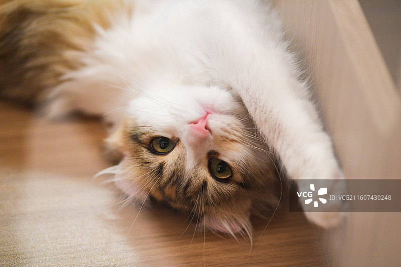 赏猫猫图片素材