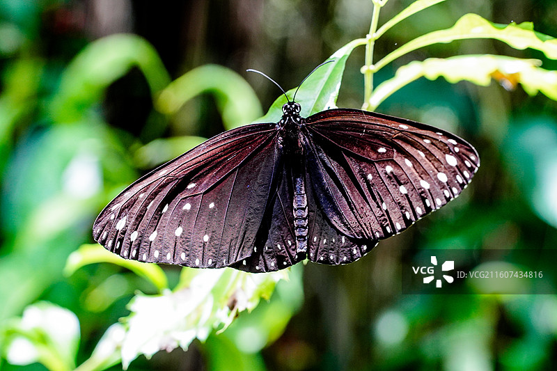 大菜粉蝶图片素材