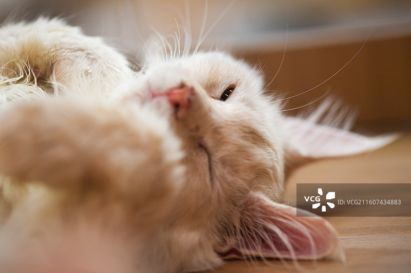 赏猫猫图片素材