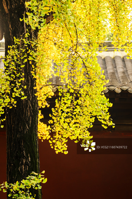 成都文殊坊的深秋银杏图片素材