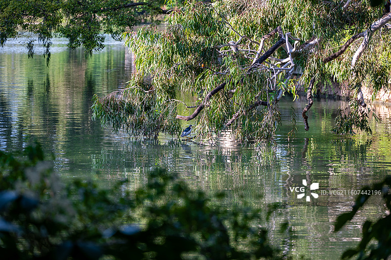 阳光下生长的树木图片素材