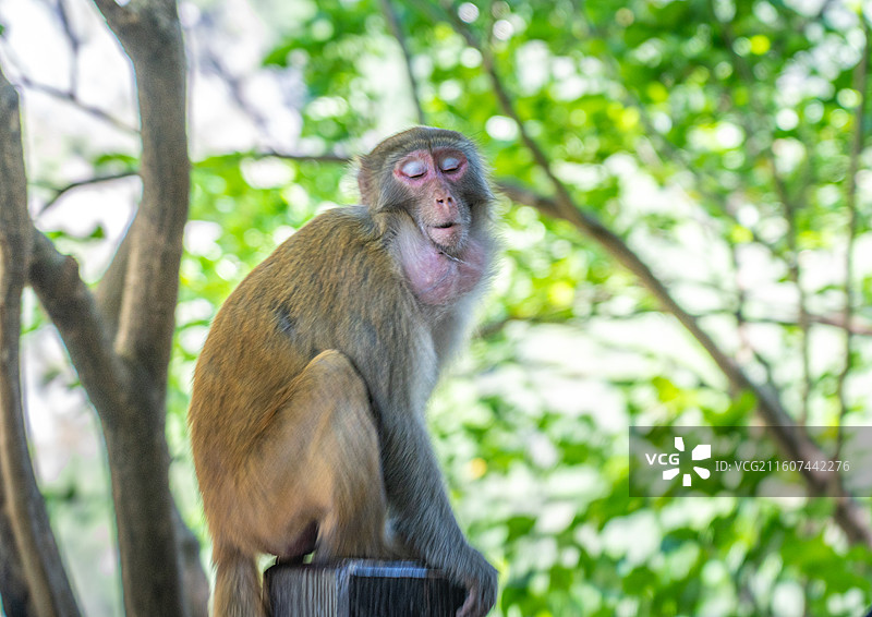 重庆 雪玉洞 野生 猴子 猕猴图片素材