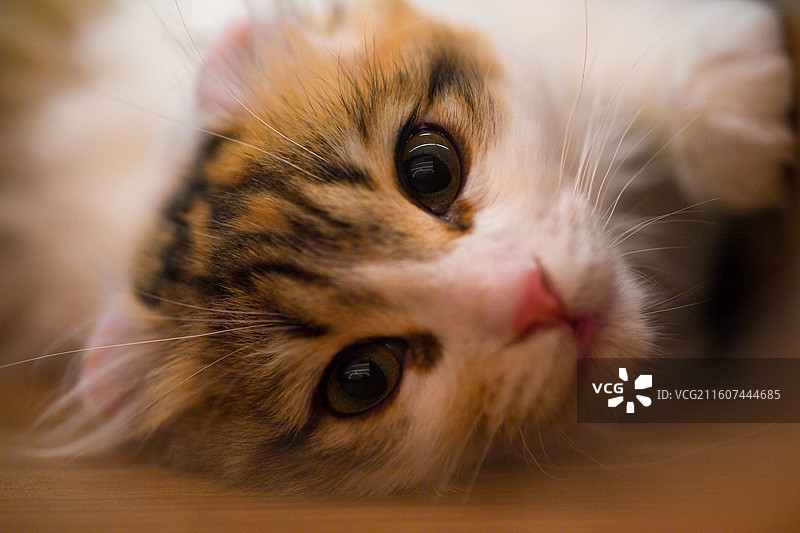 赏猫猫图片素材