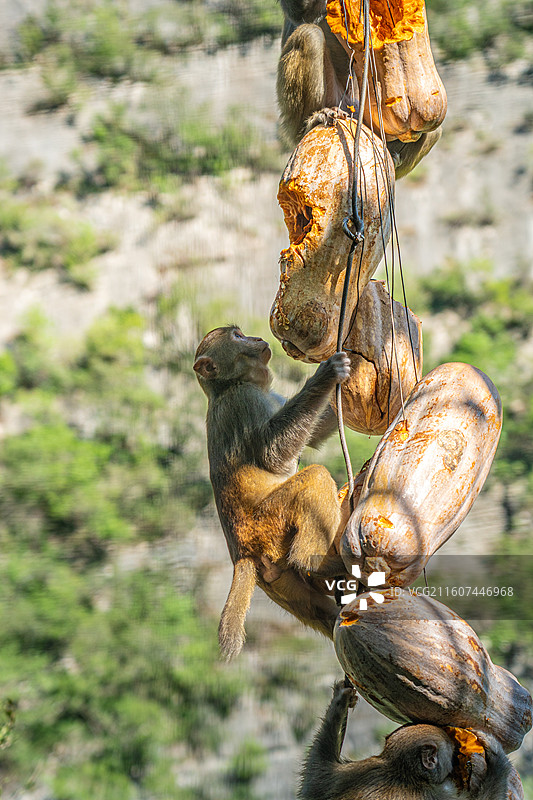 重庆 雪玉洞 野生 猴子 猕猴图片素材