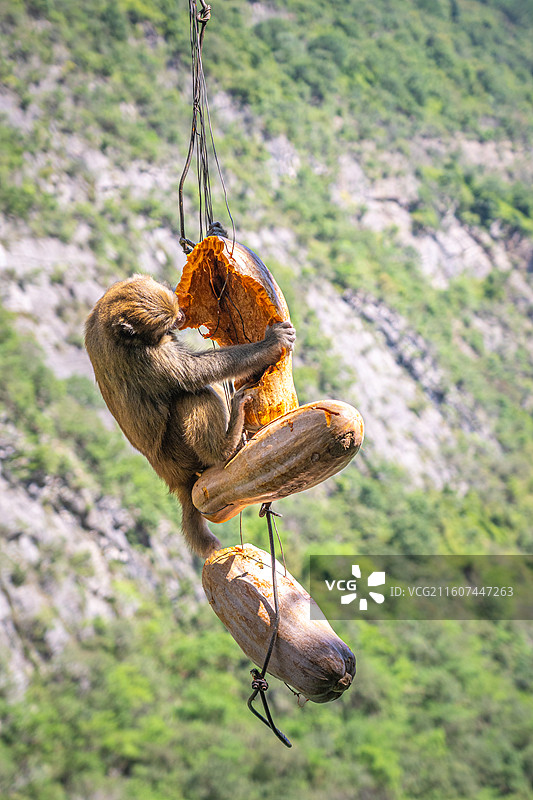 重庆 雪玉洞 野生 猴子 猕猴图片素材