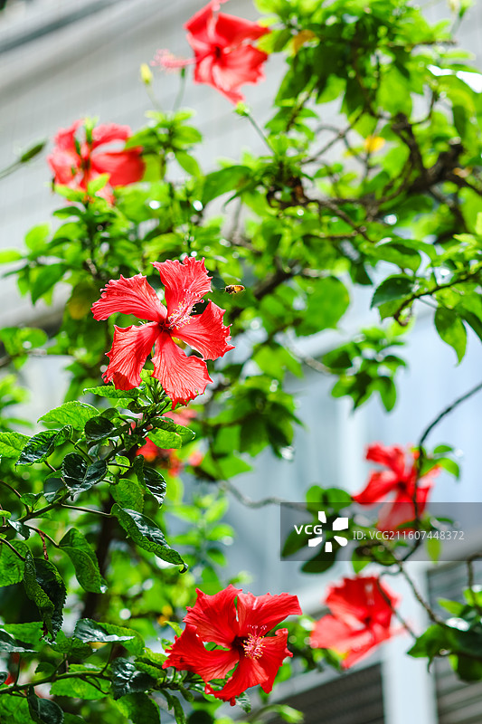 路边绽放的朱槿……图片素材