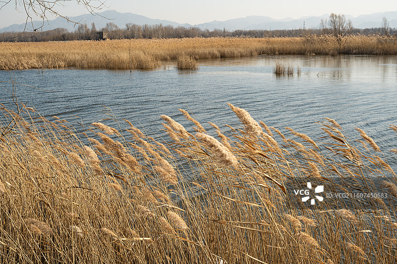 北京延庆野鸭湖湿地公园图片素材