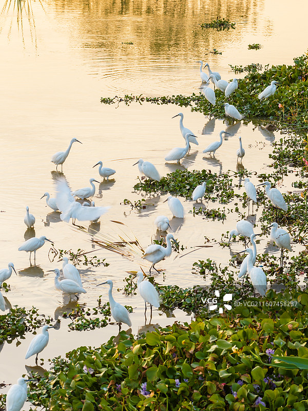佛山市顺德区大良云鹭片区、云鹭湿地公园、鹭鸟天堂、顺德鹭鸟园、大良东区新城，大量的鹭鸟栖息图片素材