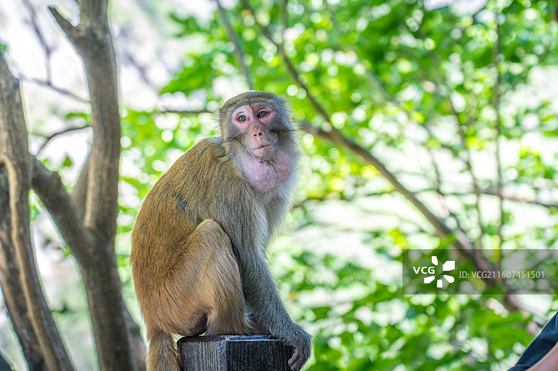 重庆 雪玉洞 野生 猴子 猕猴图片素材