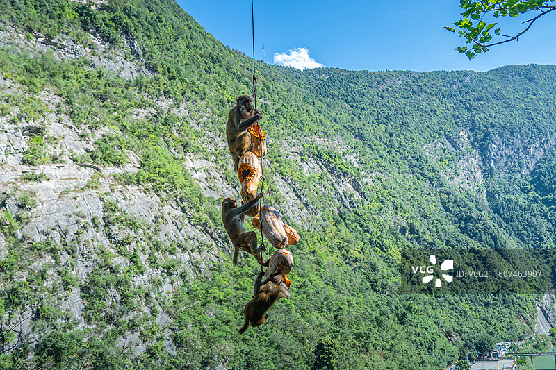 重庆 雪玉洞 野生 猴子 猕猴图片素材