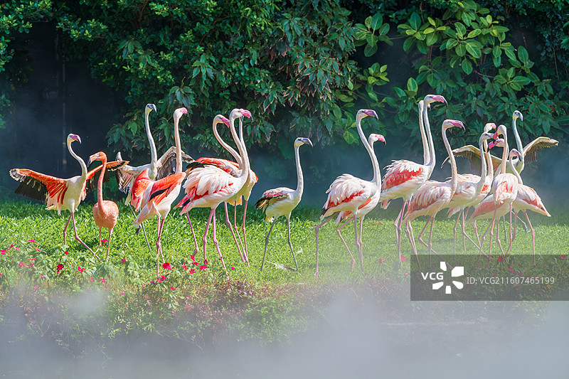 美丽的火烈鸟在草地上翩翩起舞-长隆飞鸟乐园图片素材