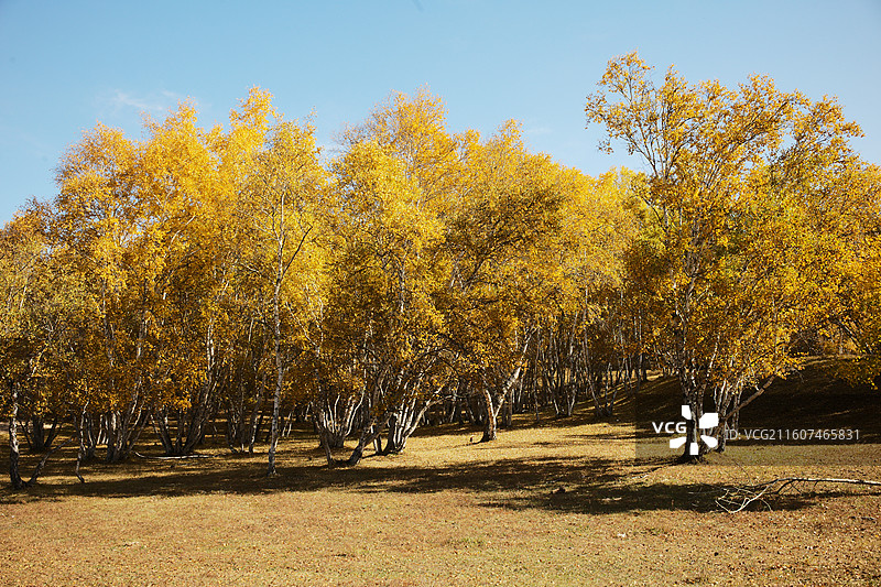 赤峰乌兰布统秋天景色图片素材