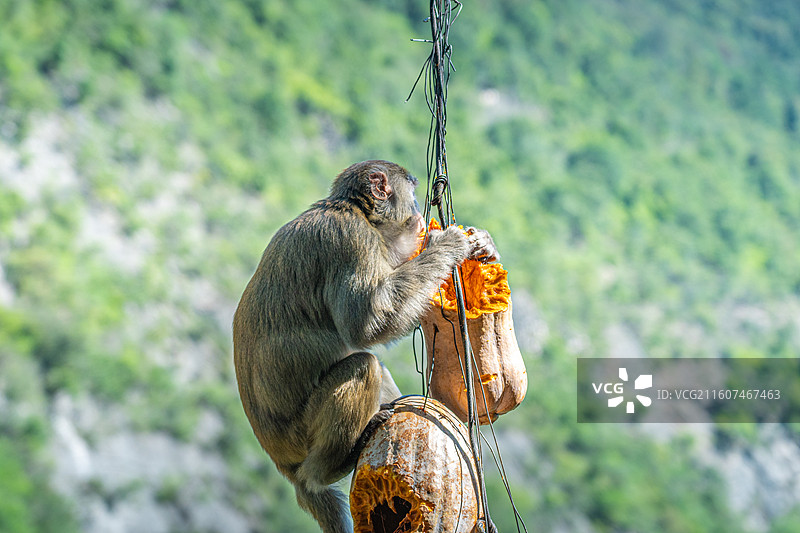 重庆 雪玉洞 野生 猴子 猕猴图片素材