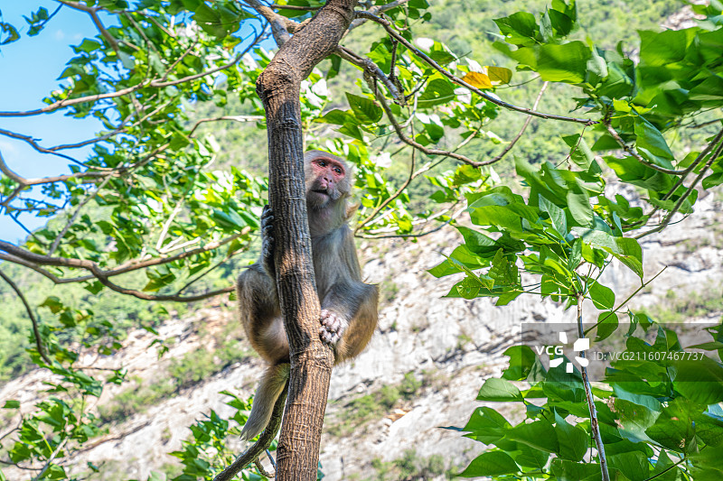 重庆 雪玉洞 野生 猴子 猕猴图片素材