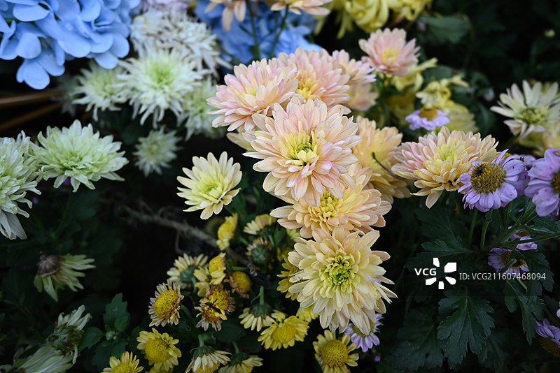 菊花展图片素材