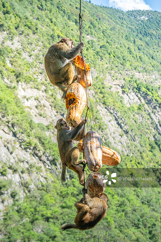 重庆 雪玉洞 野生 猴子 猕猴图片素材