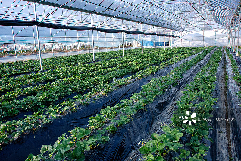江西抚州金溪县大棚草莓幼苗，果蔬，蔬果，水果，果苗，特色农业。图片素材