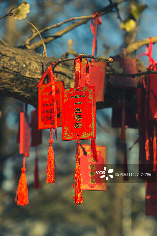 树枝上悬挂的红色祈福牌图片素材