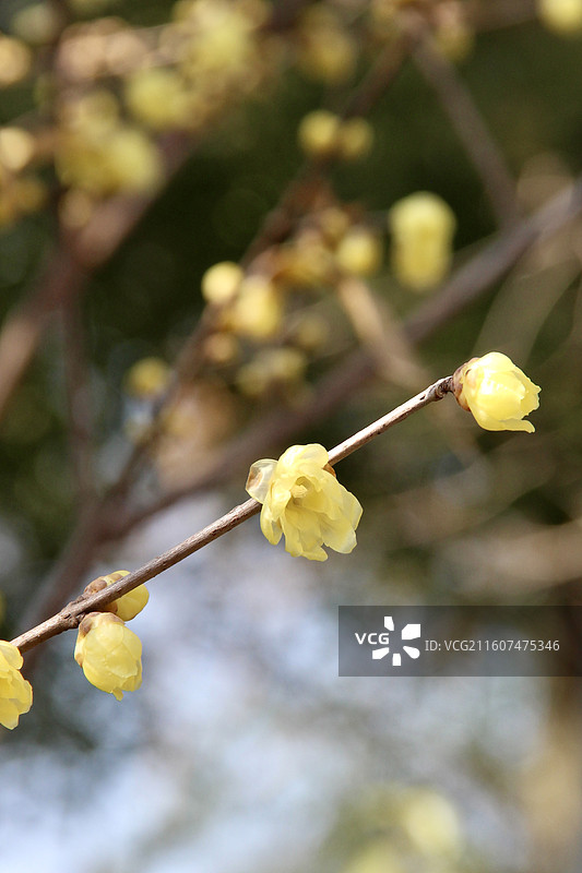上海真如公园黄色腊梅花特写图片素材