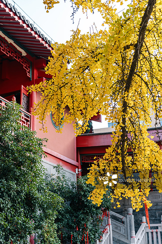 南京毗卢寺银杏与古建筑图片素材