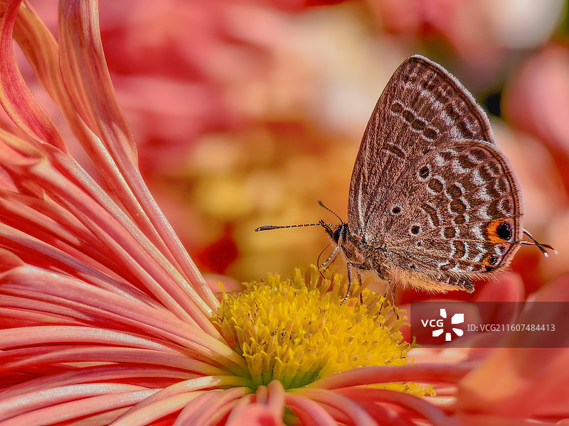秋之蝶图片素材