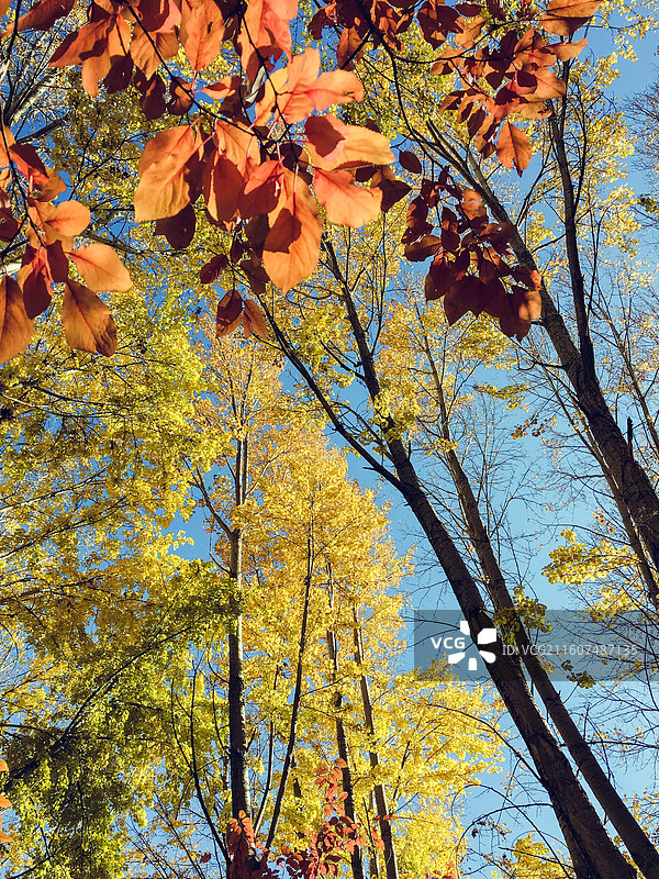 拉萨秋天风景图片素材