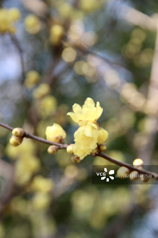 上海真如公园黄色腊梅花特写图片素材
