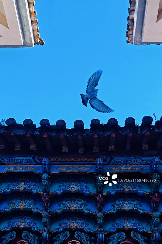 大理 鸡足山 金顶寺的鸽子图片素材