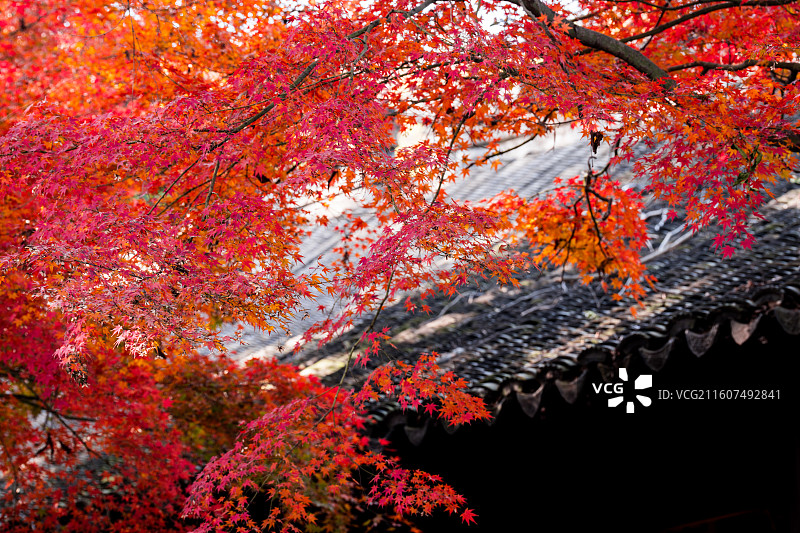 虎丘红枫图片素材