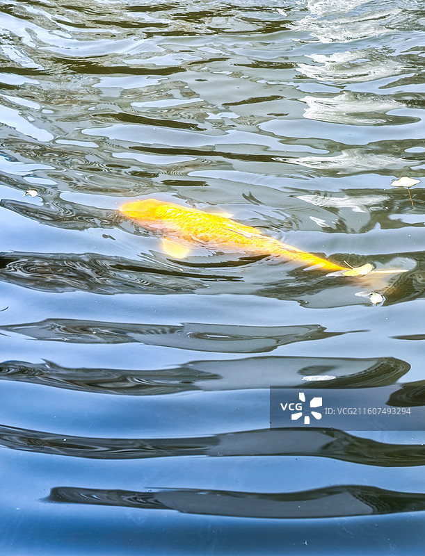 郑州城市公园秋景风光图片素材