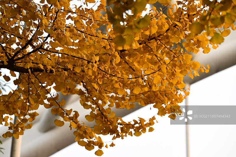 安靖蜀绣公园，银杏图片素材