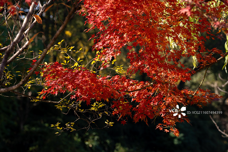 虎丘红枫图片素材