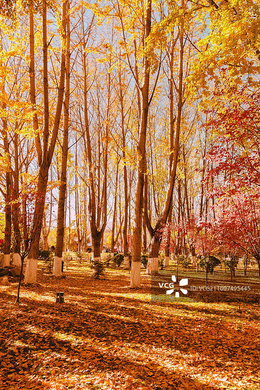 拉萨秋天风景图片素材