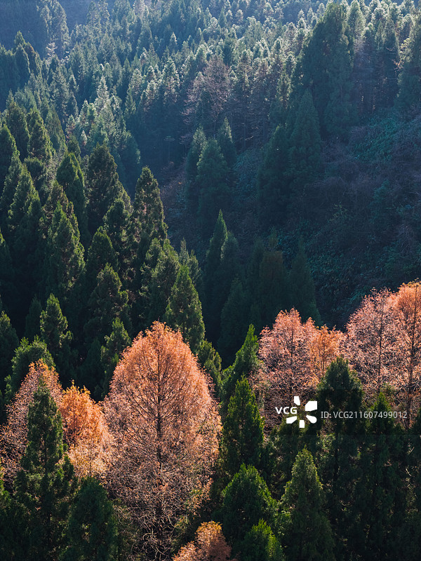 湖北恩施（咸丰）坪坝营国家森林公园初冬风光图片素材