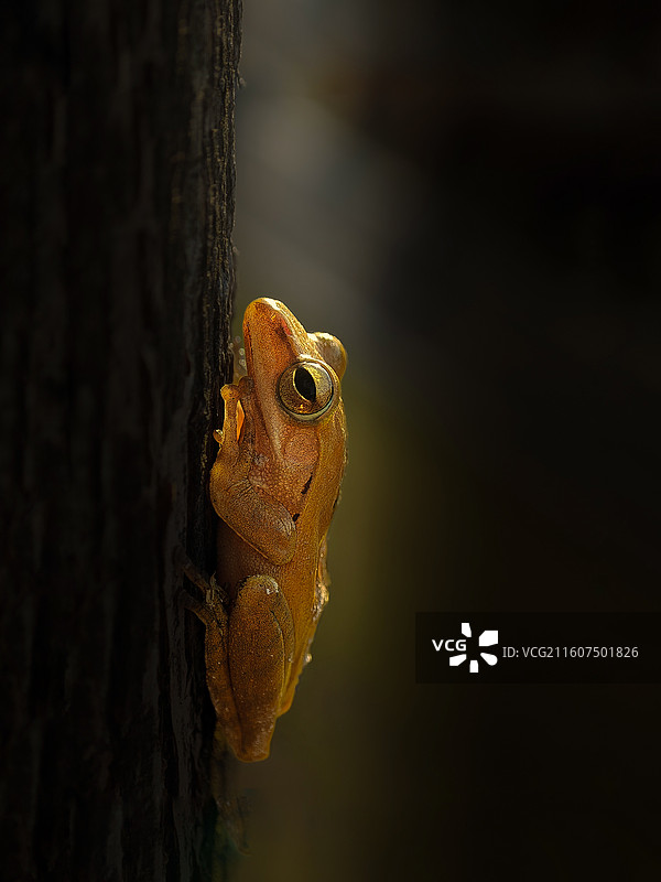 树蛙的午后凝望图片素材