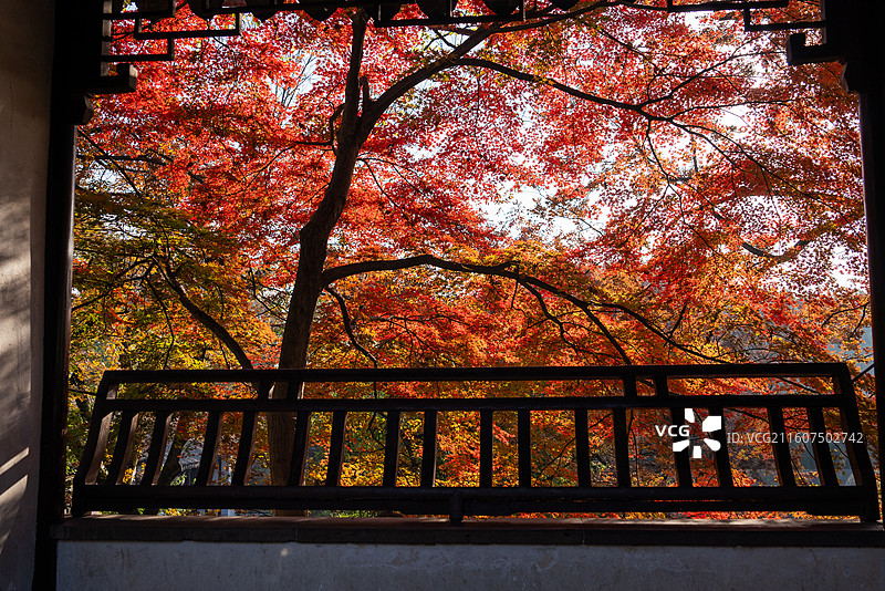 虎丘红枫图片素材
