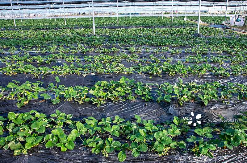 江西抚州金溪县大棚草莓幼苗，果蔬，蔬果，水果，果苗，特色农业。图片素材