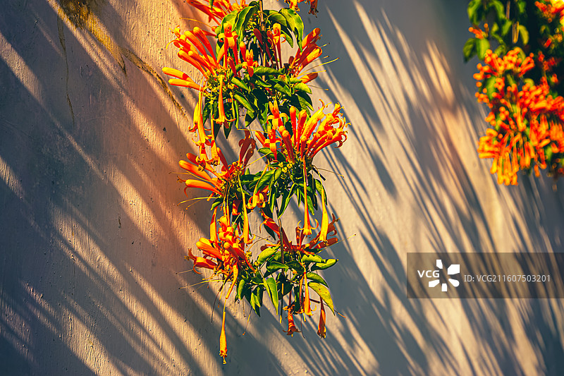 暖冬下的炮仗花墙图片素材